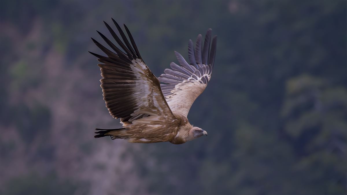 Griffon Vulture