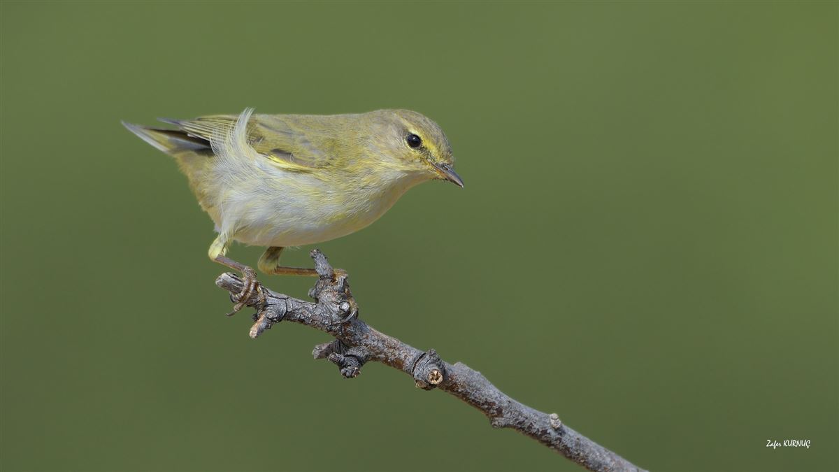 Willow Warbler