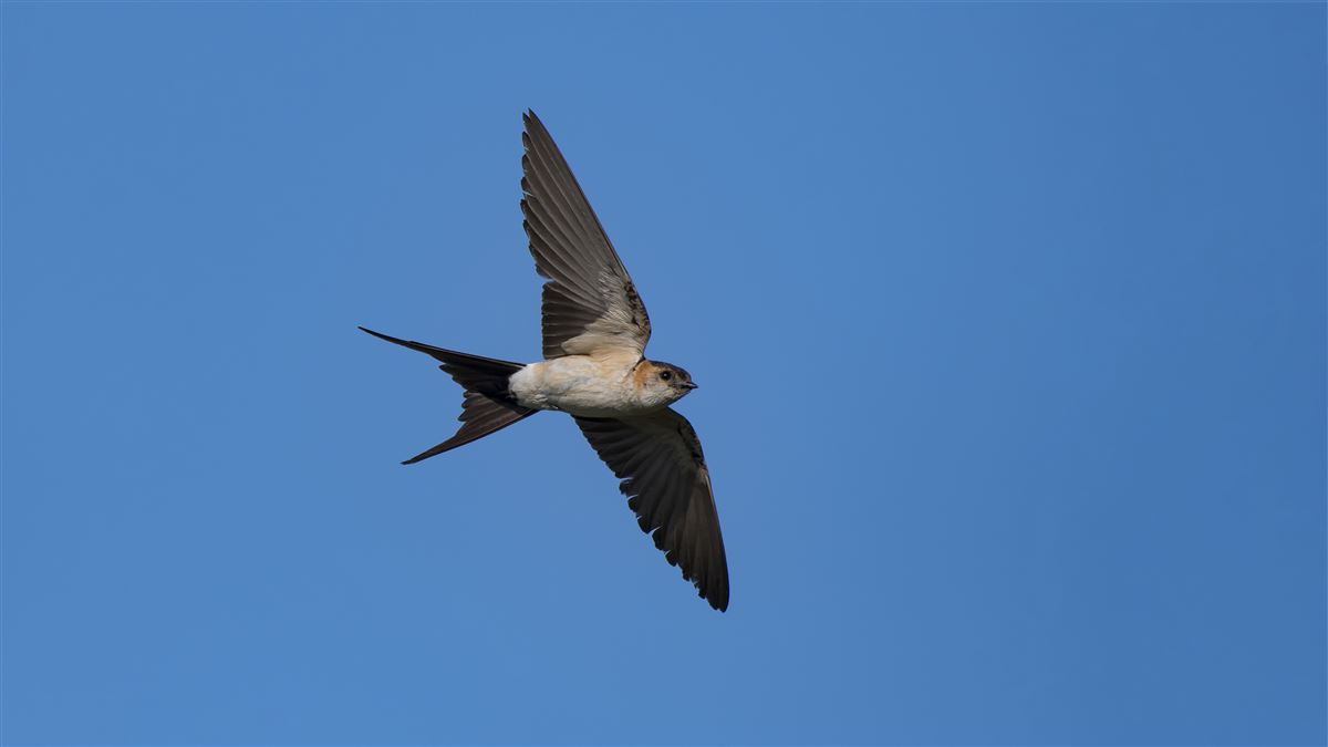Red-rumped Swallow