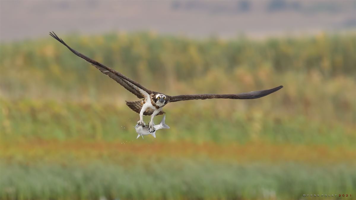 Osprey