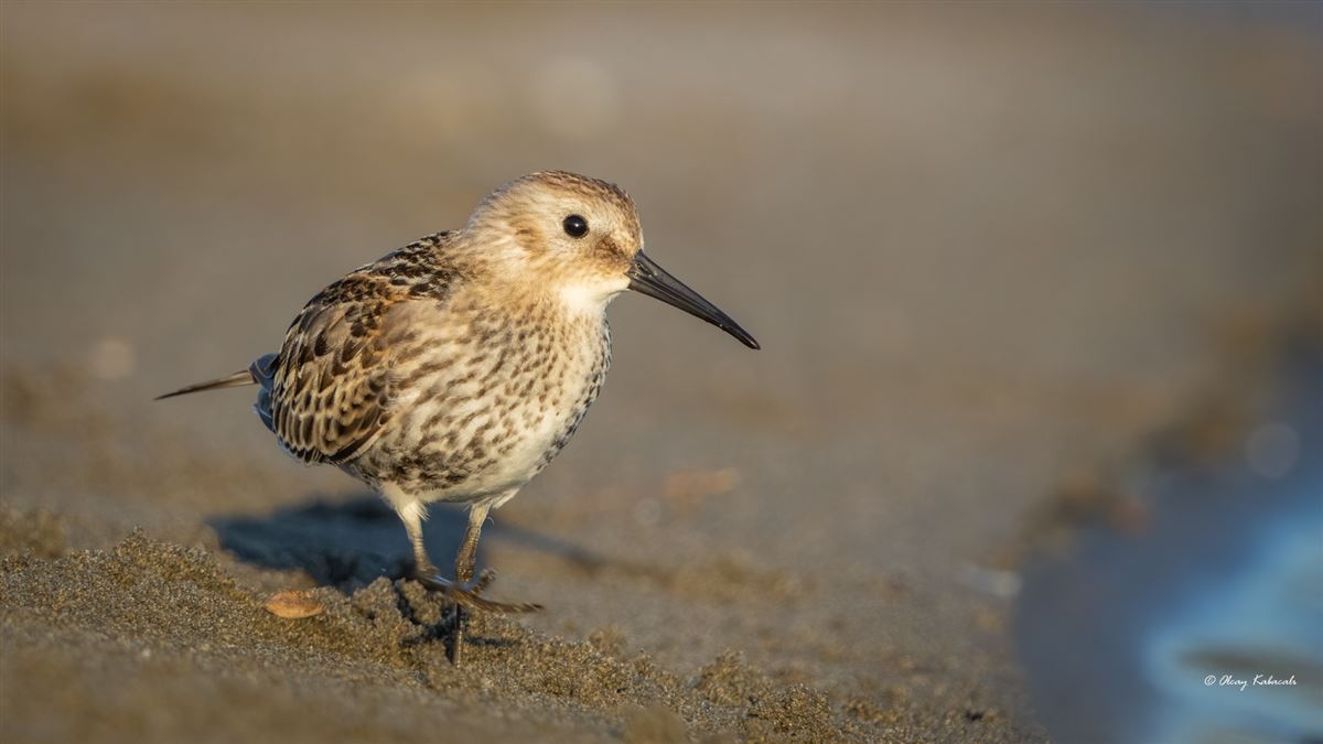Dunlin