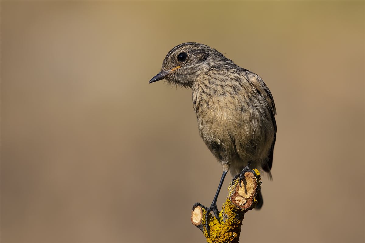 European Stonechat