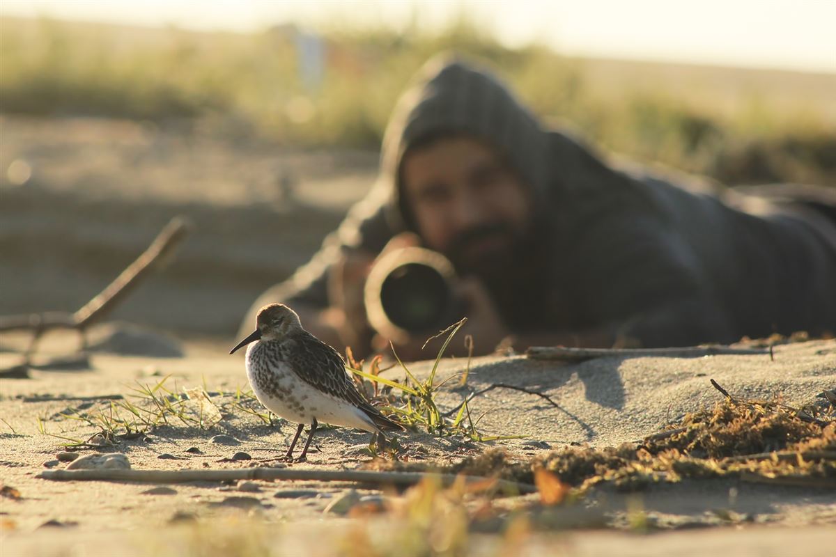 Dunlin