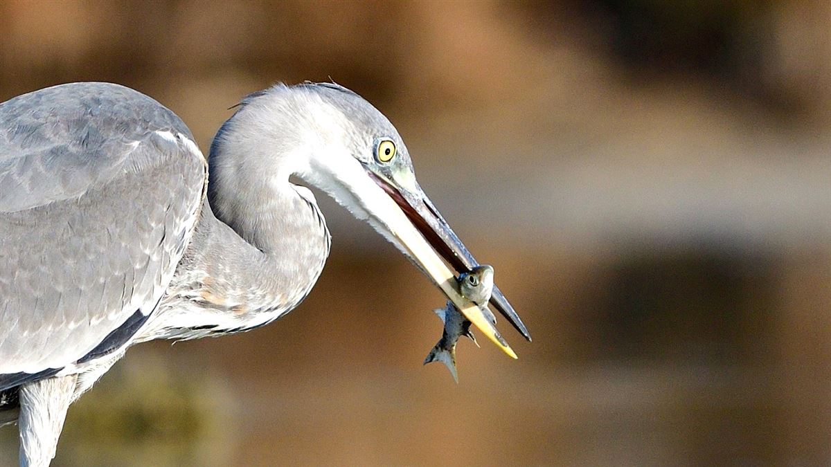 Grey Heron