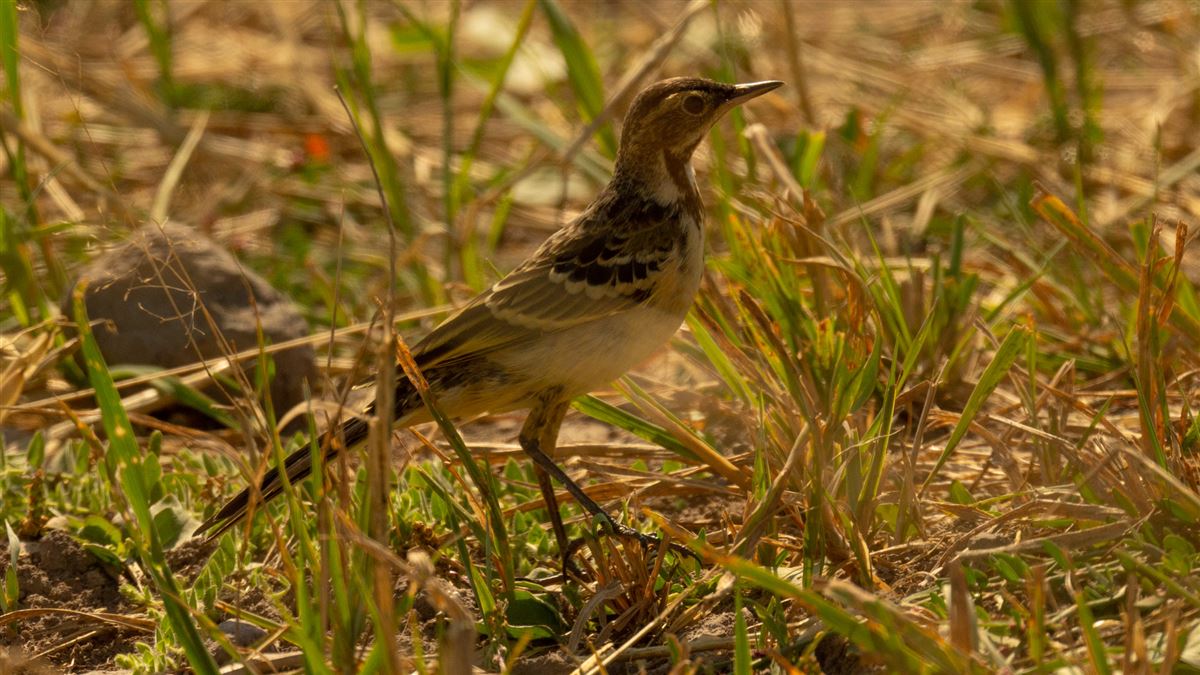 Western Yellow Wagtail