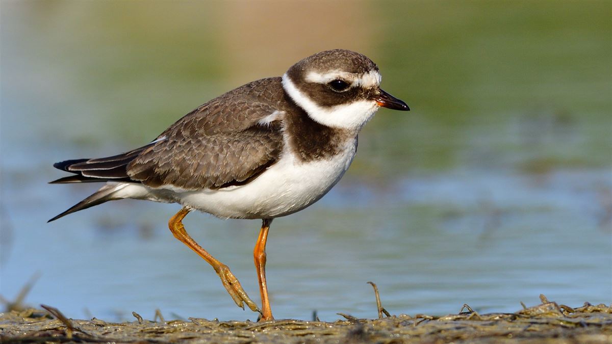 Common Ringed Plover