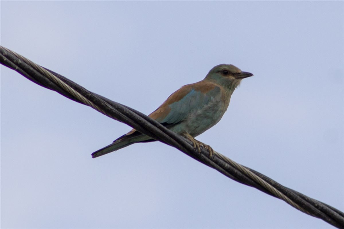 European Roller