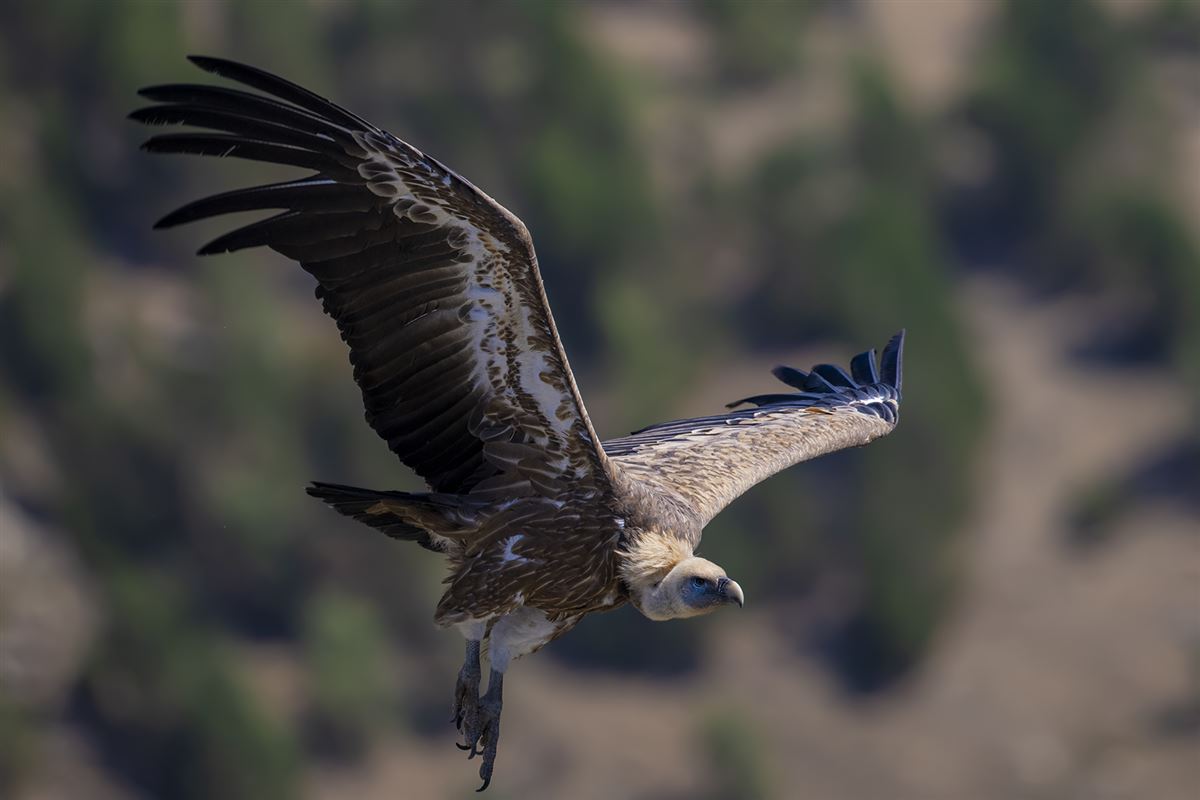 Griffon Vulture