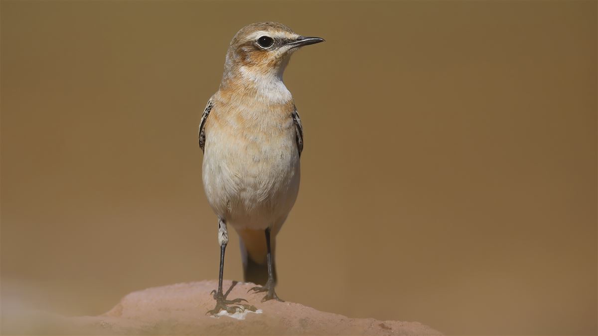 Northern Wheatear