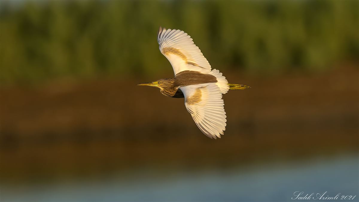 Squacco Heron