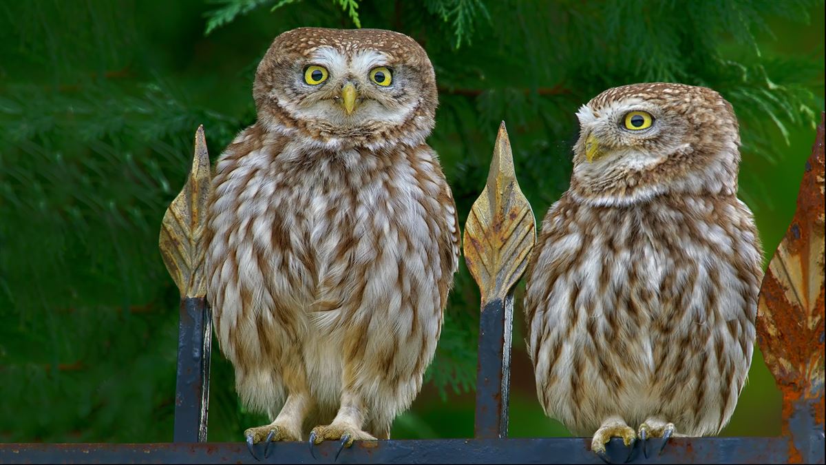 Little Owl