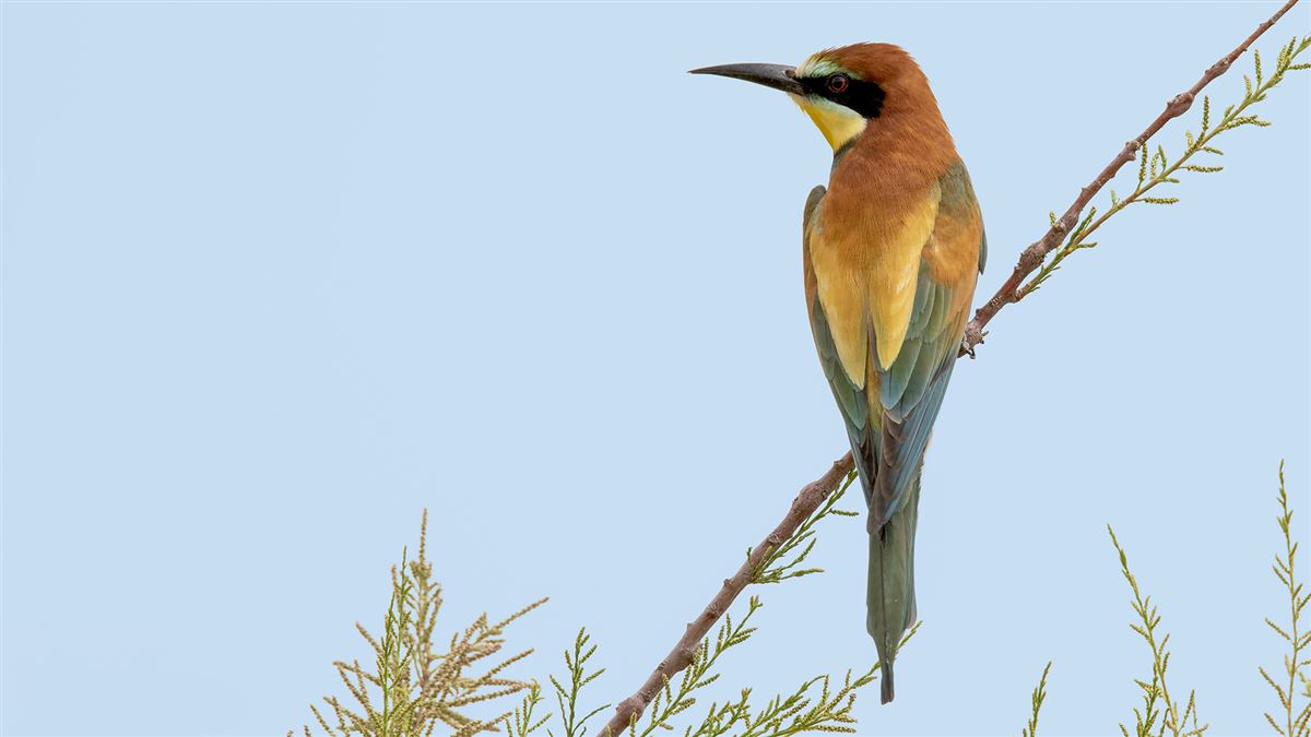 European Bee-eater