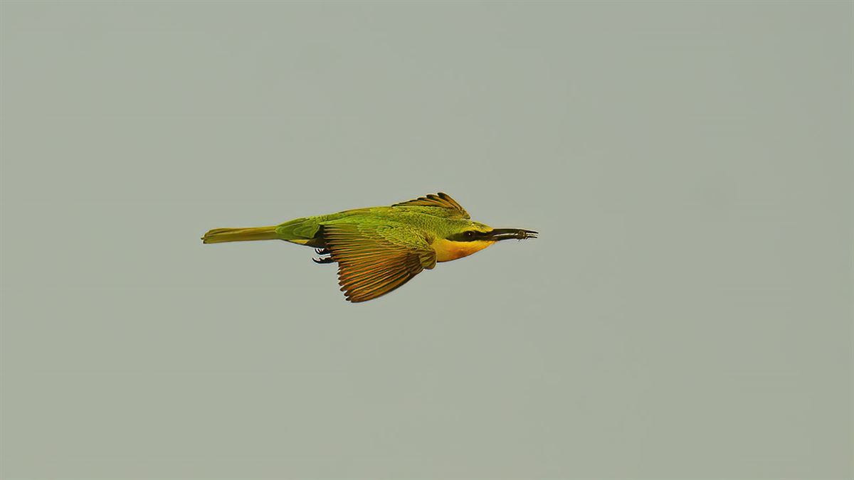 Blue-cheeked Bee-eater