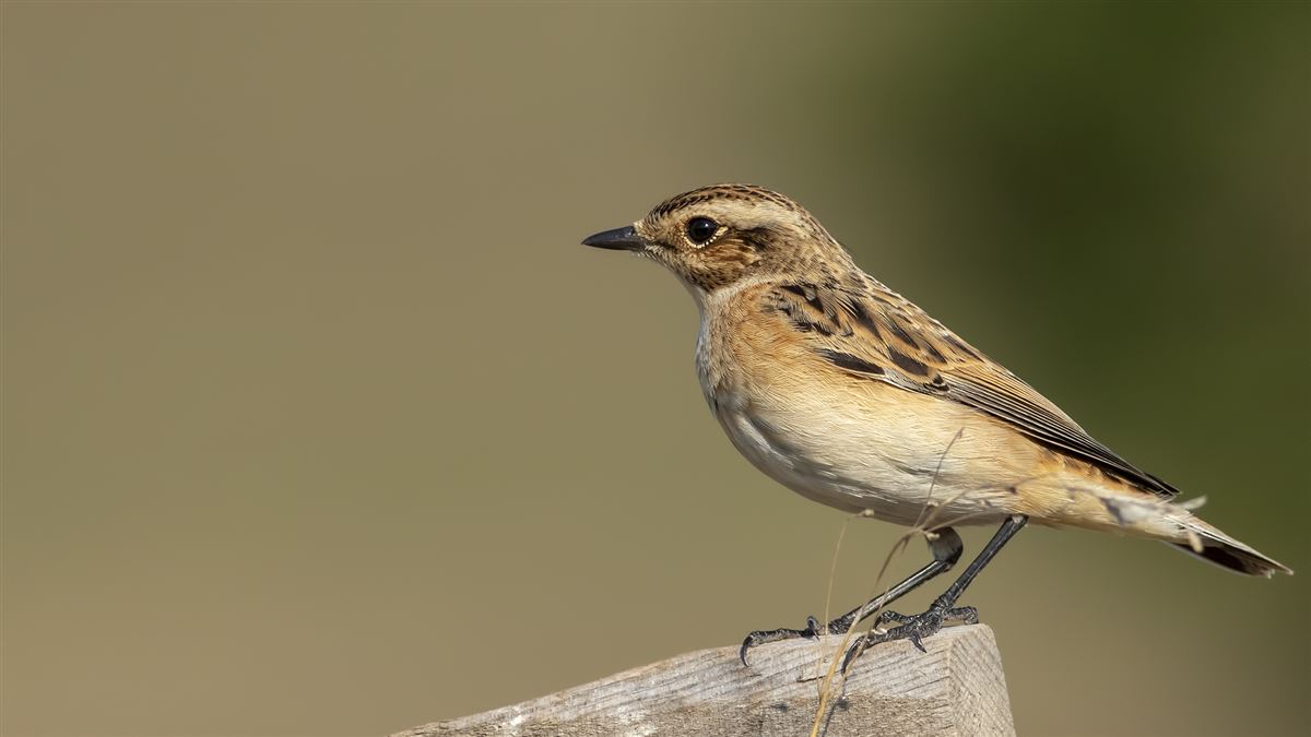 Whinchat