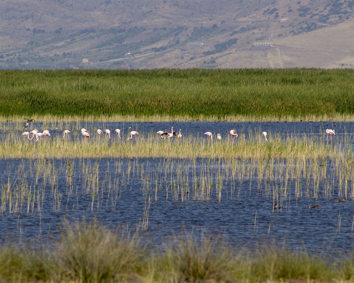 Greater Flamingo