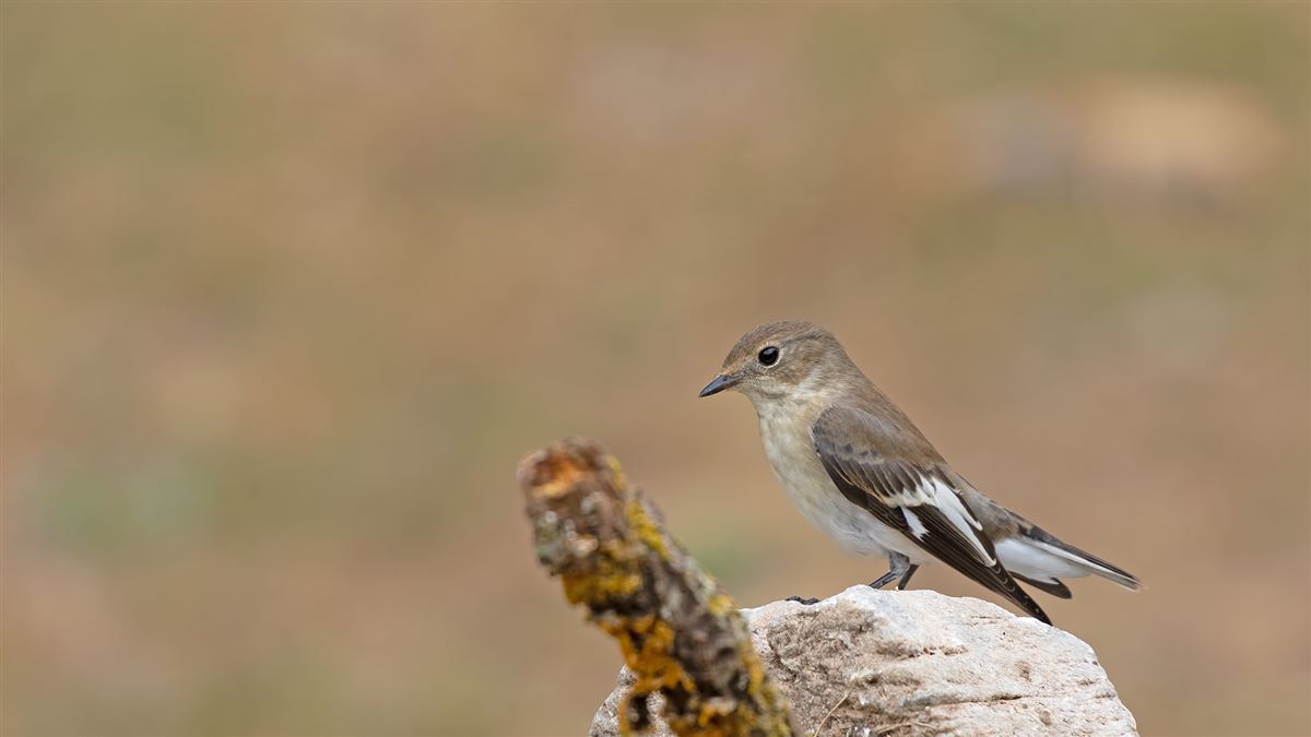 Collared Flycatcher