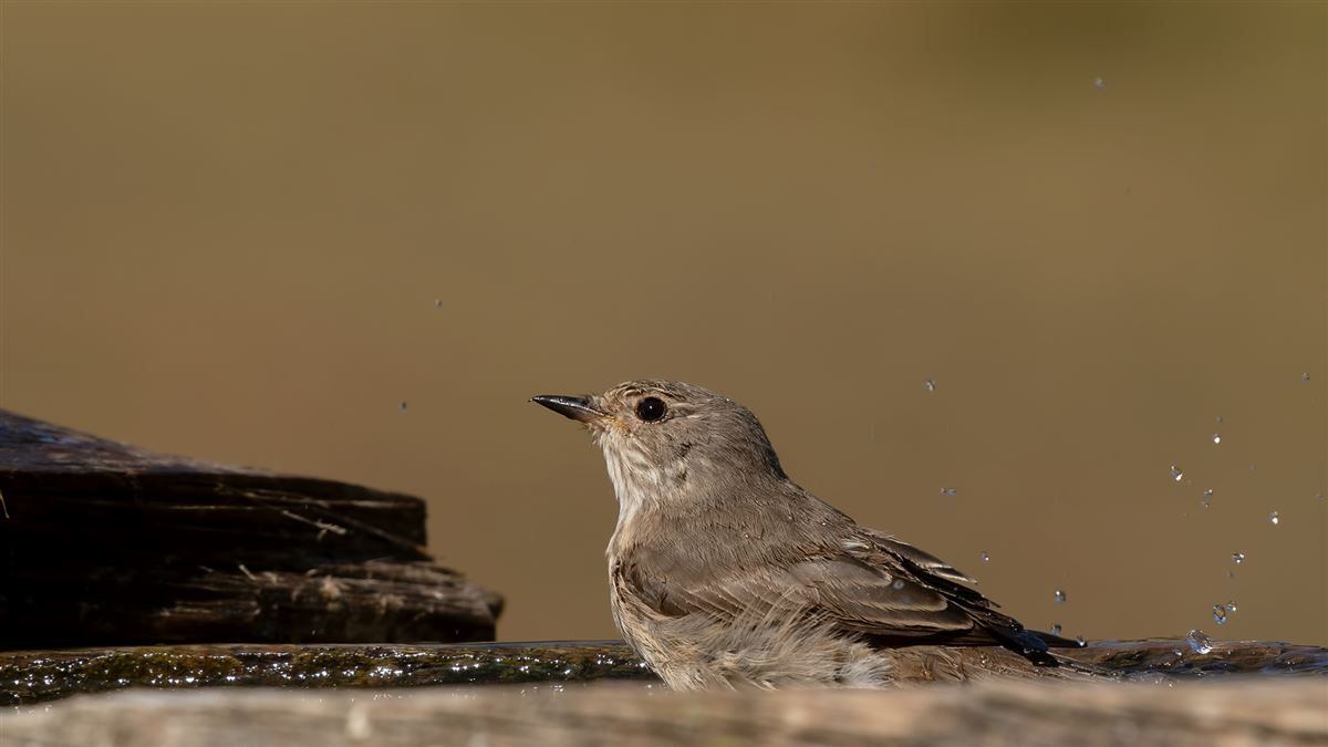 Spotted Flycatcher
