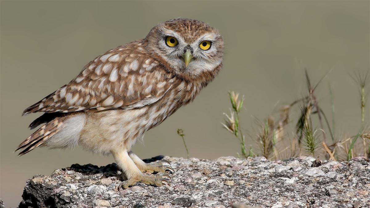 Little Owl
