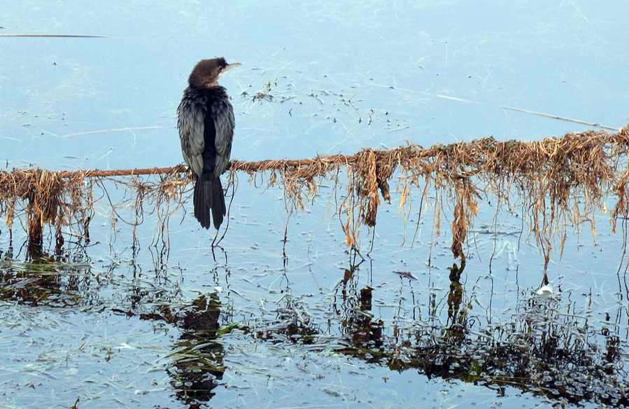 Pygmy Cormorant