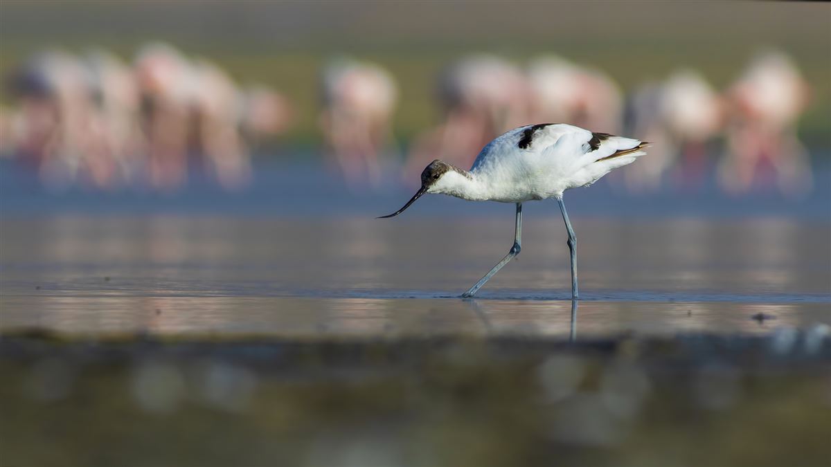 Pied Avocet