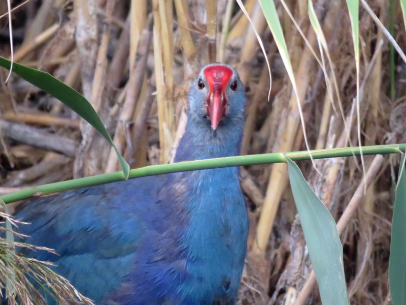 Grey-headed Swamphen