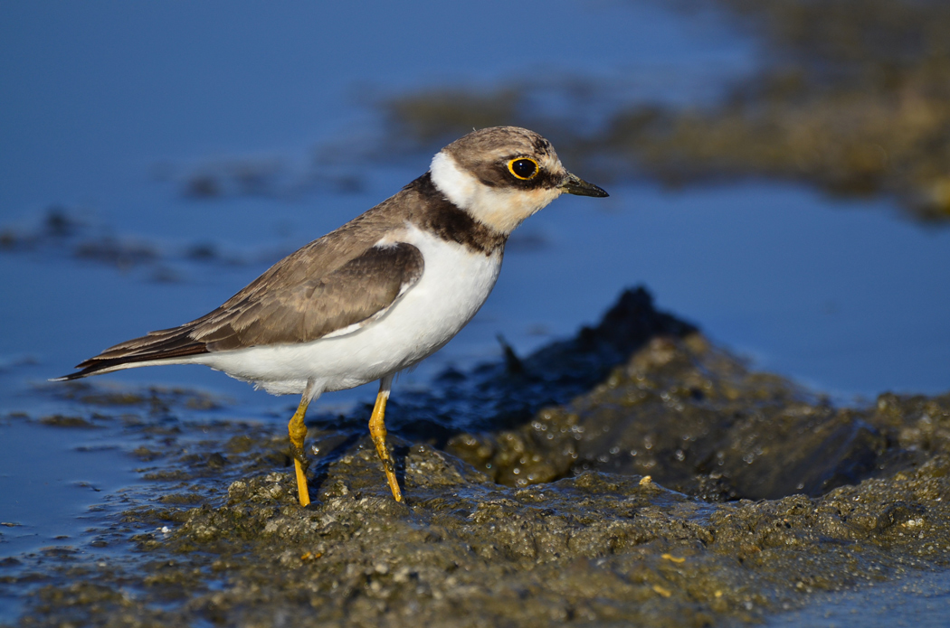 Little Ringed Plover