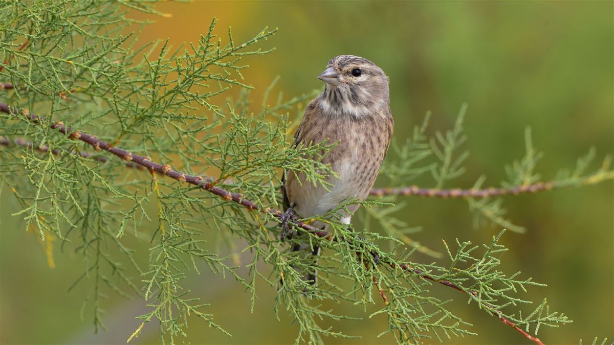 Common Linnet