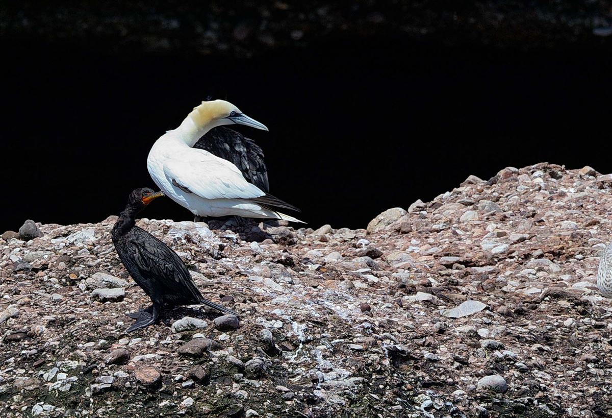 Great Cormorant