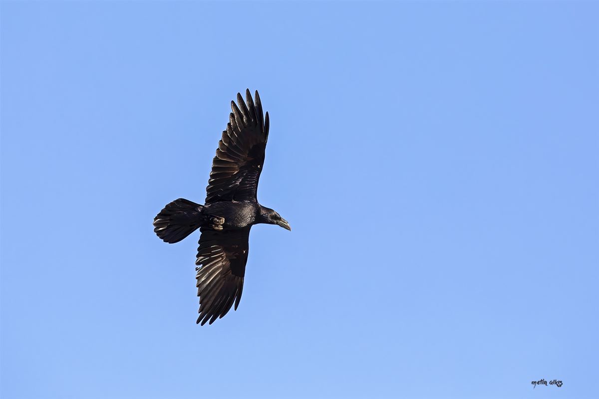 Northern Raven