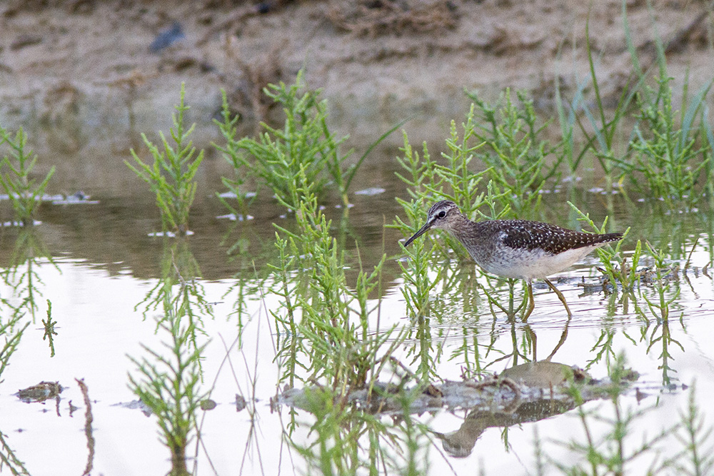 Wood Sandpiper