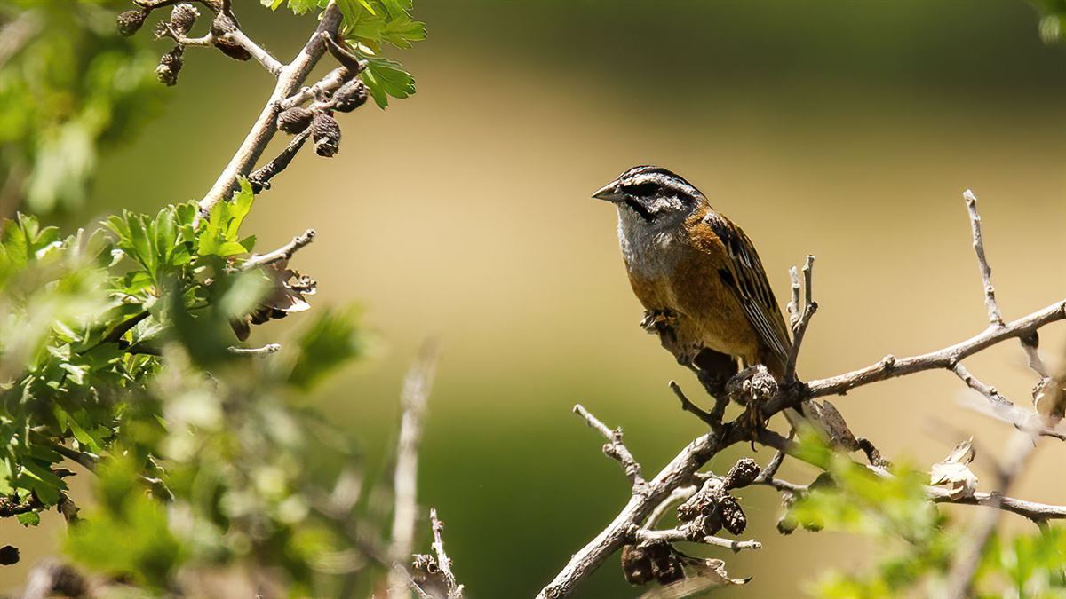 Rock Bunting