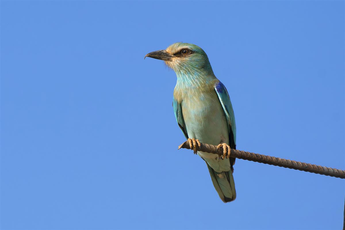 European Roller