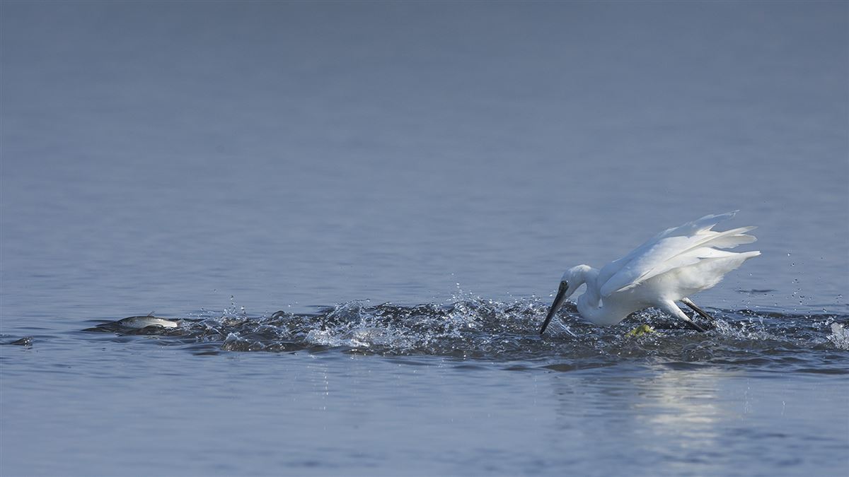 Little Egret