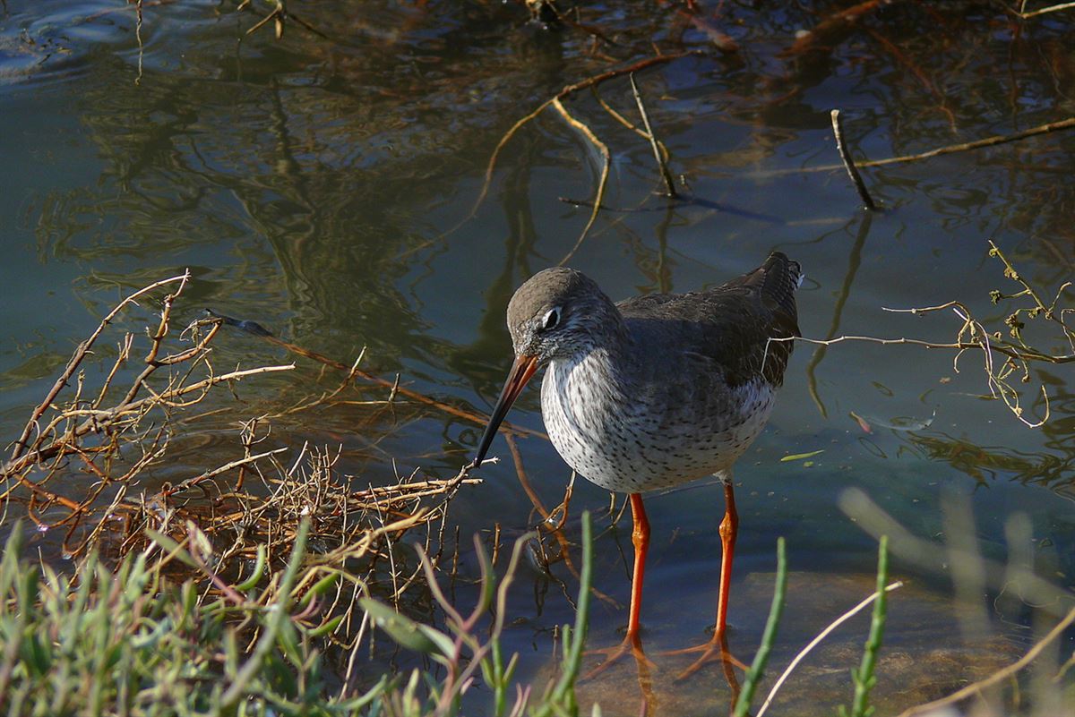 Common Redshank
