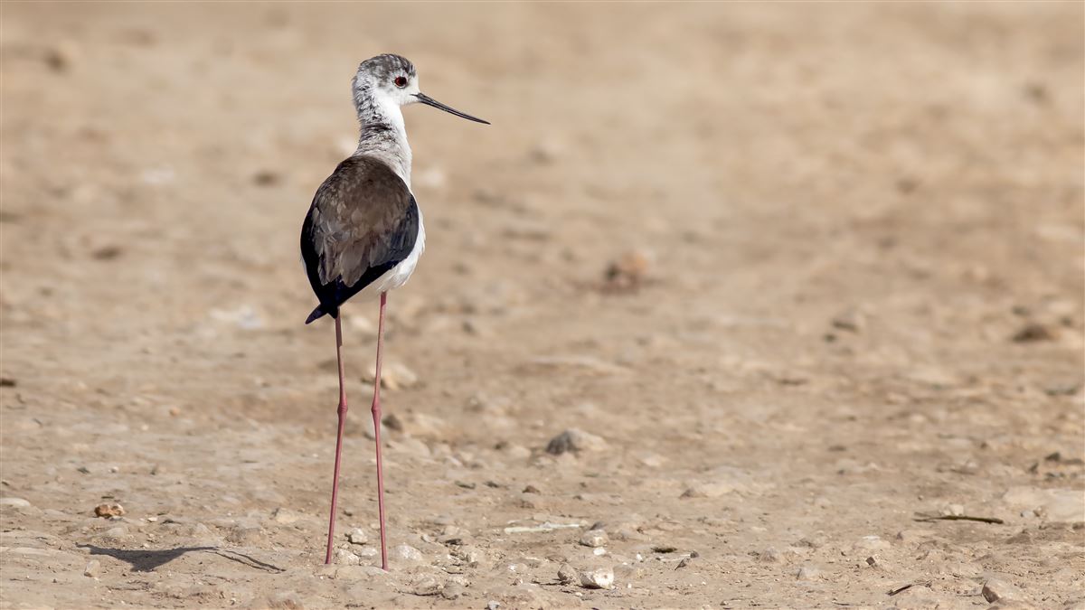 Black-winged Stilt