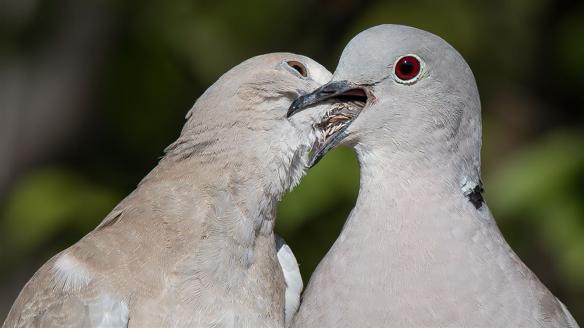 Eurasian Collared Dove