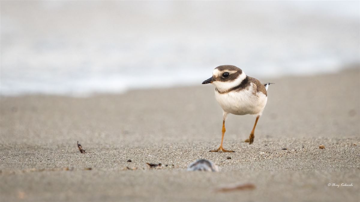 Common Ringed Plover