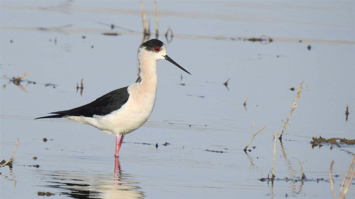 Black-winged Stilt