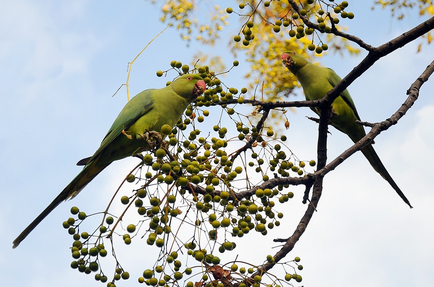Rose-ringed Parakeet