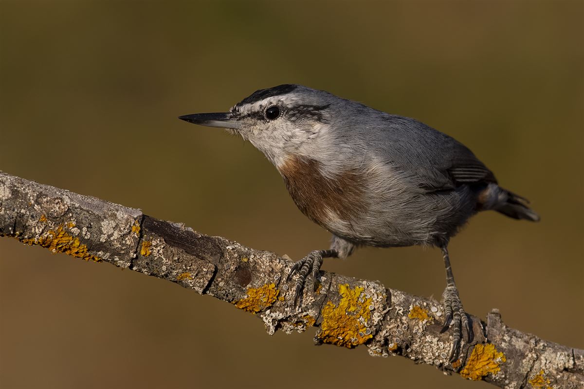 Krüper`s Nuthatch