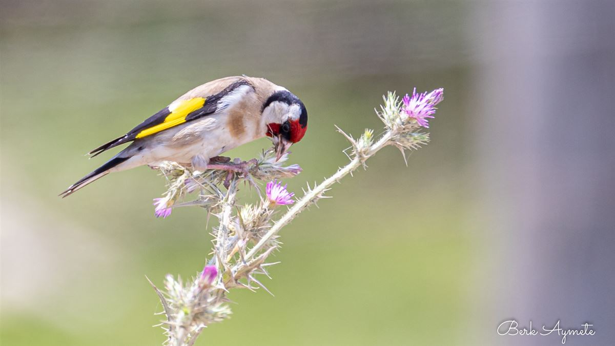 European Goldfinch
