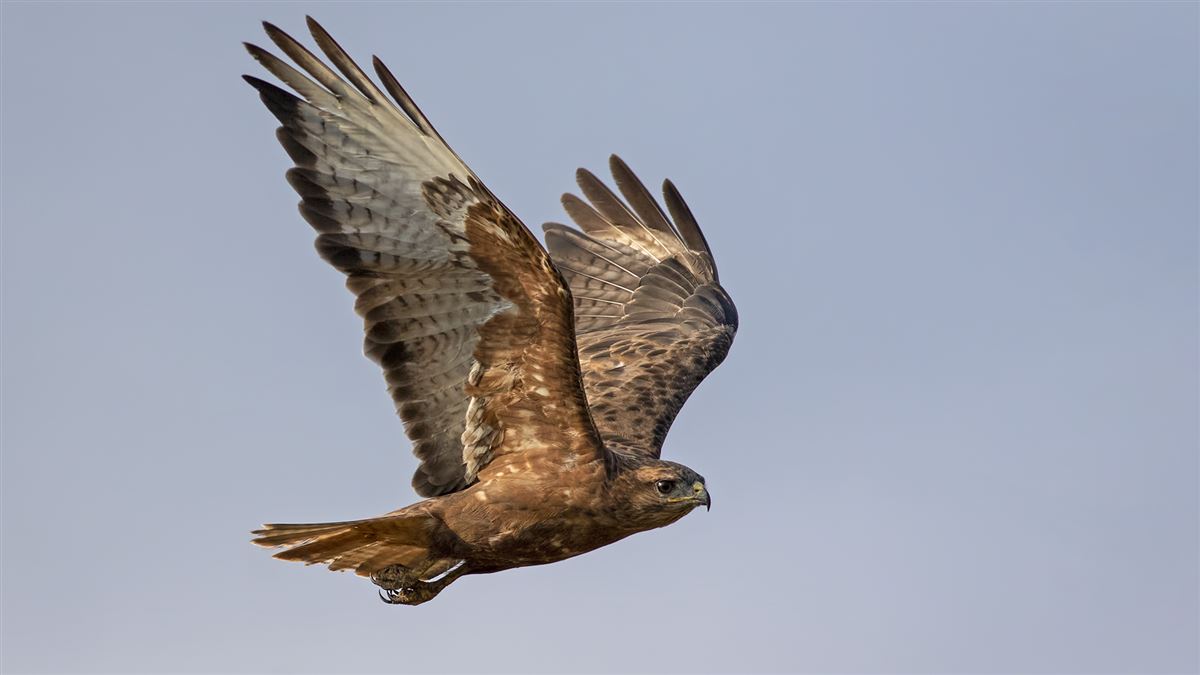 Long-legged Buzzard
