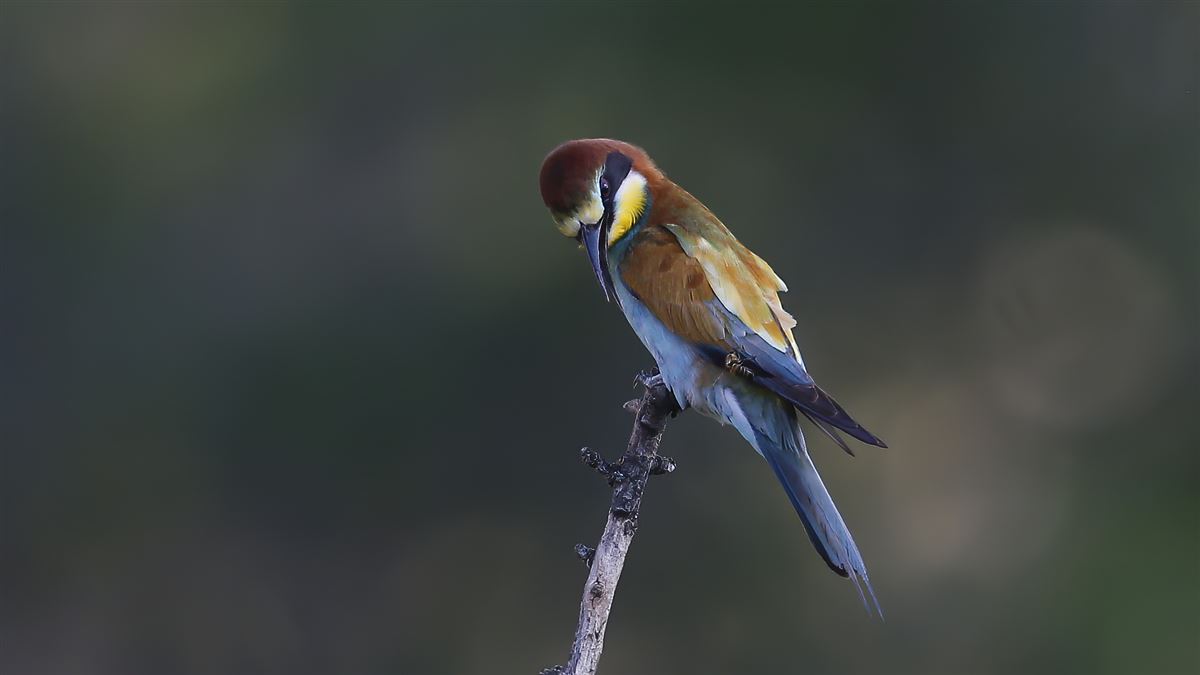 European Bee-eater
