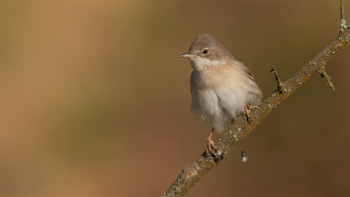 Common Whitethroat