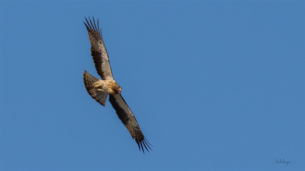 Booted Eagle