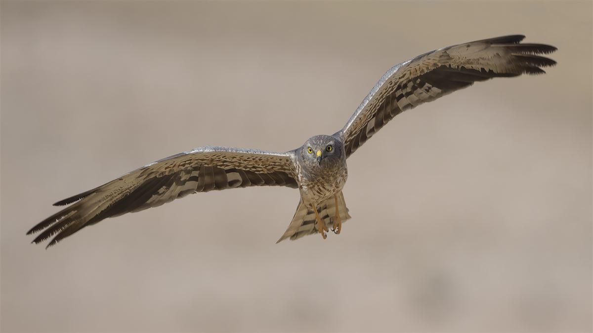 Montagu`s Harrier