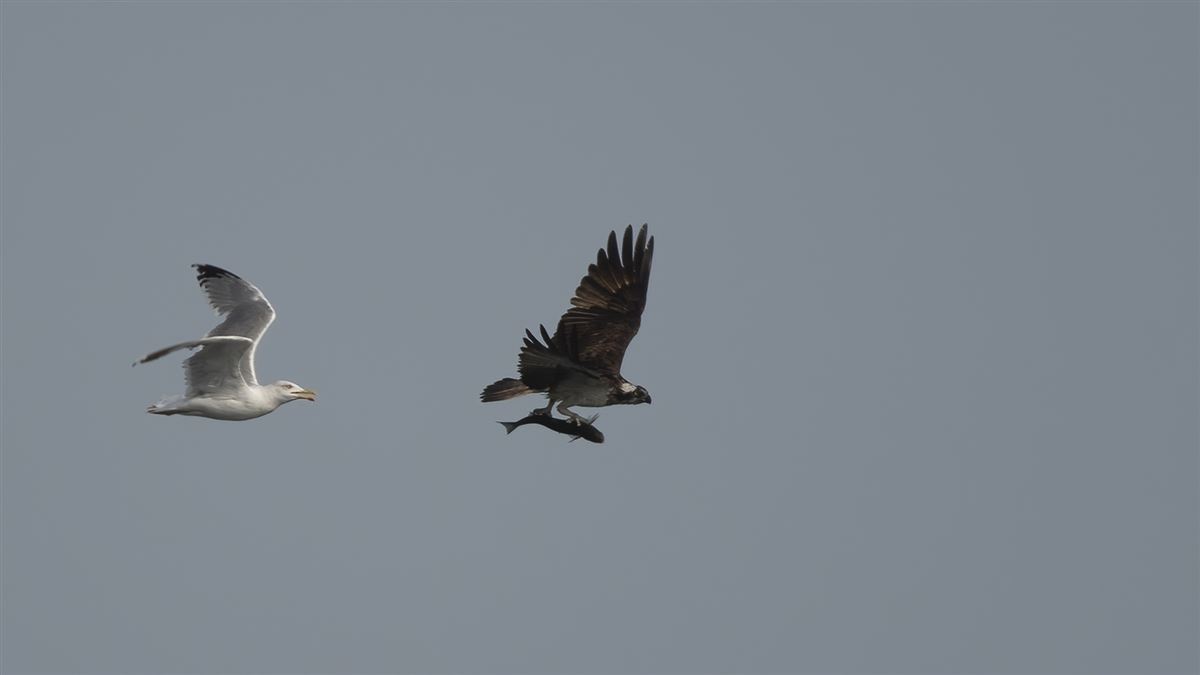 Osprey
