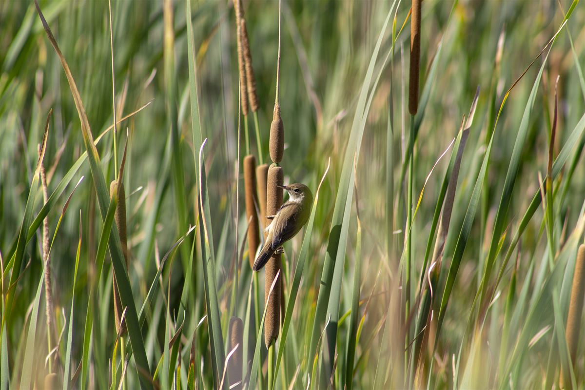 Common Reed Warbler