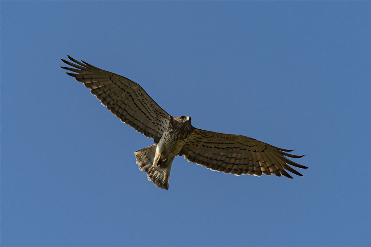 Short-toed Snake Eagle