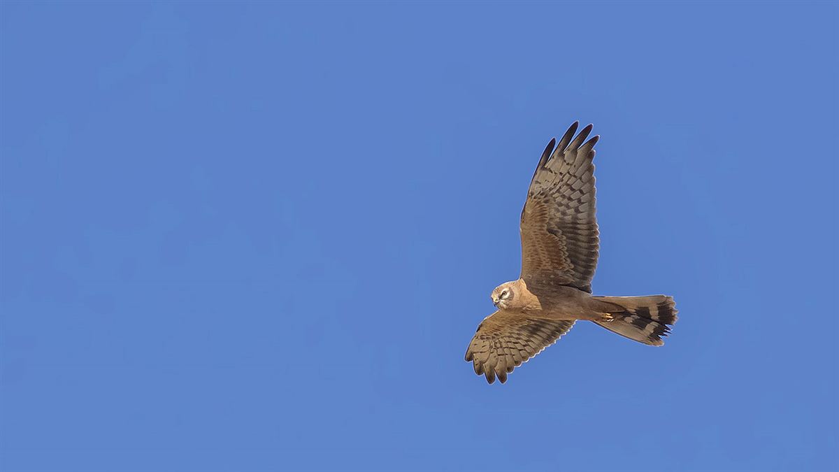 Montagu`s Harrier